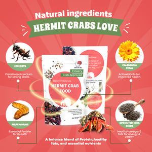 natural hermit crab diet