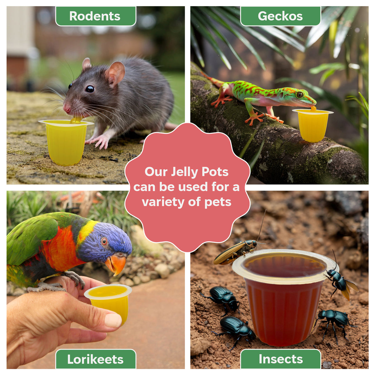 Insect feeding jelly