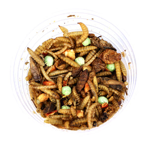 bug food for hermit crab