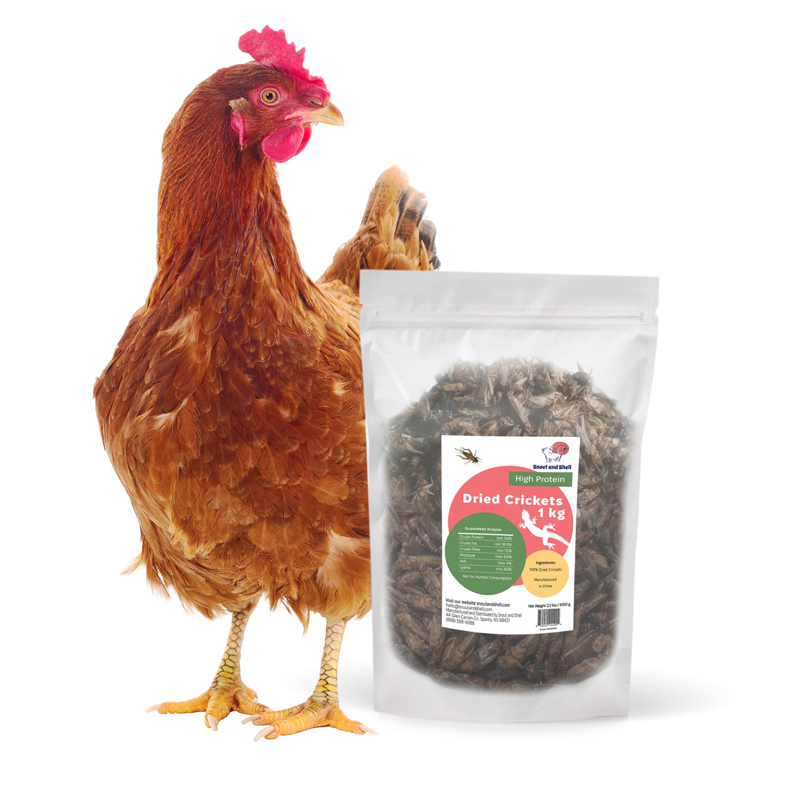 Protein Dried Crickets