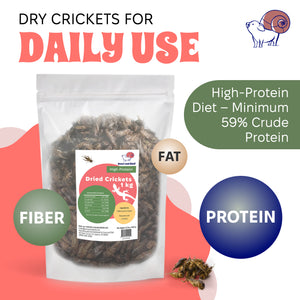 Dried Insects