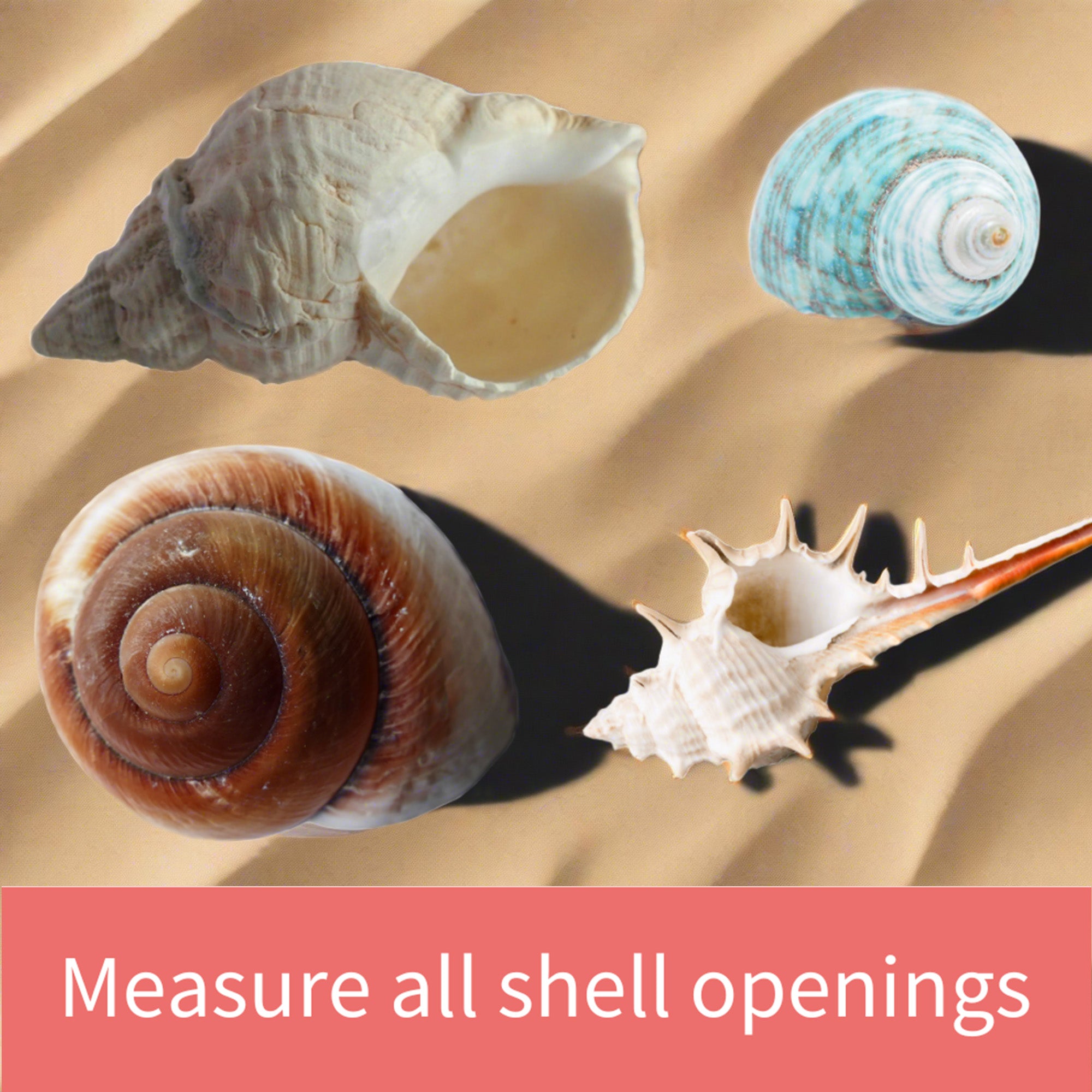 Measure Hermit Crabs Shells the Easy way